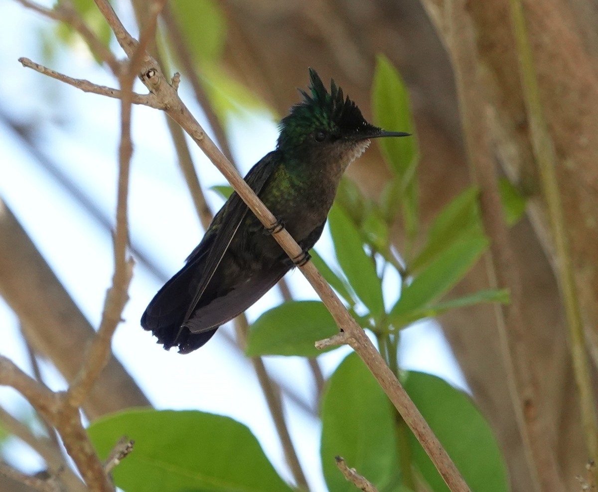 Antillean Crested Hummingbird - ML617401871