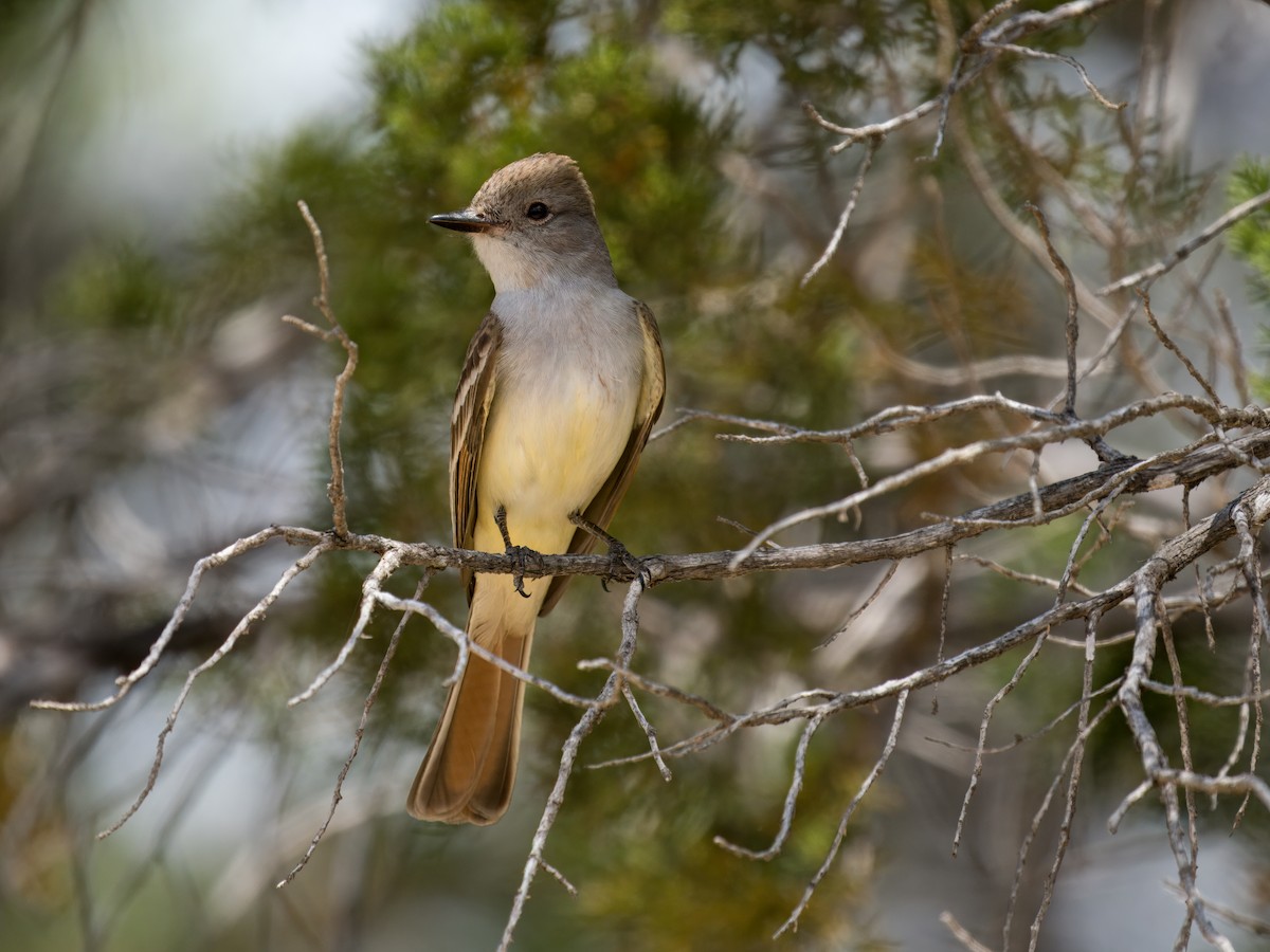 Ash-throated Flycatcher - ML617401873