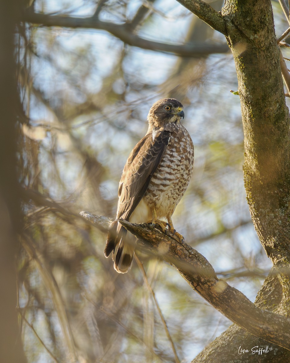 Broad-winged Hawk - ML617401885
