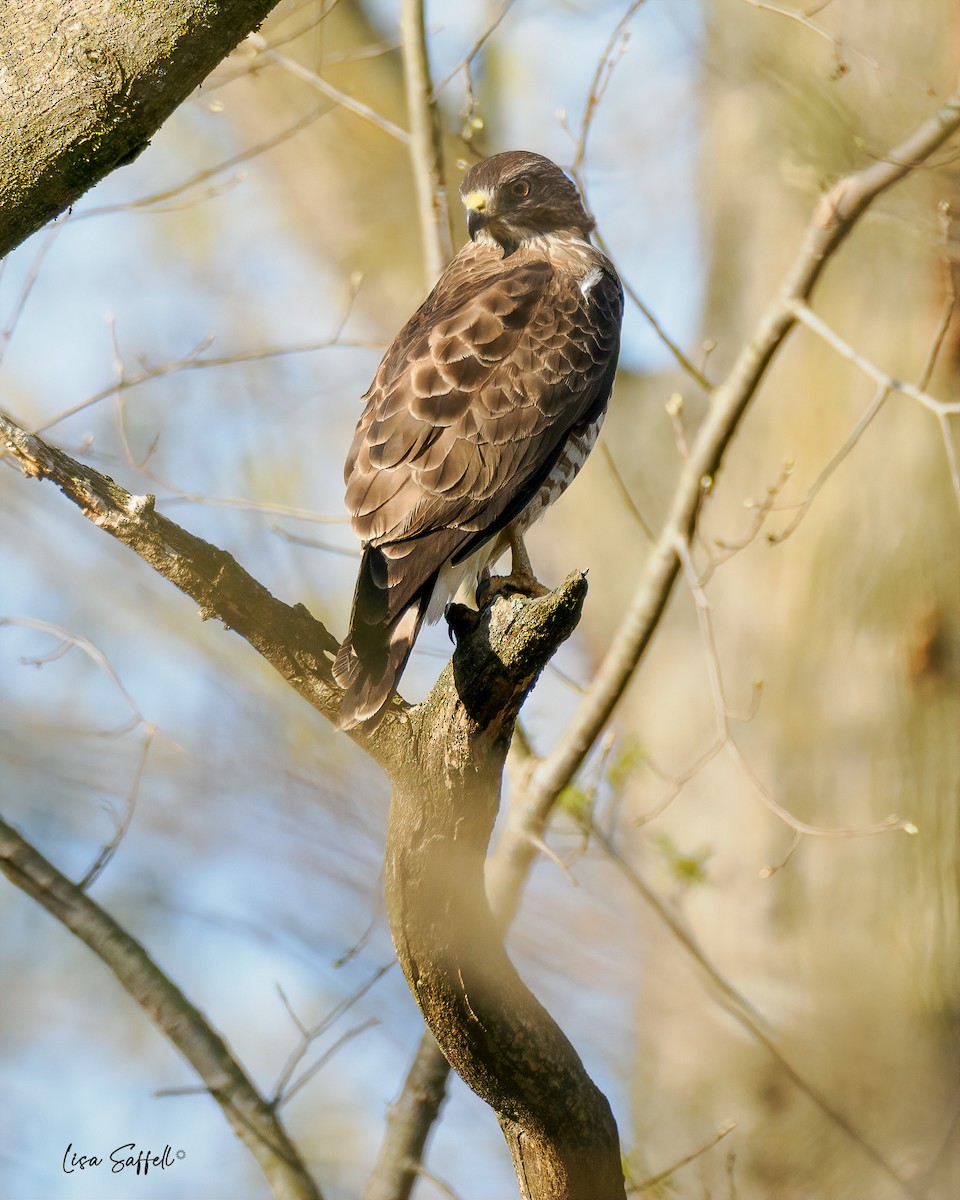 Broad-winged Hawk - ML617401886