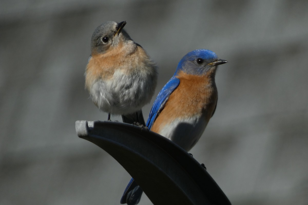 Eastern Bluebird - ML617401907