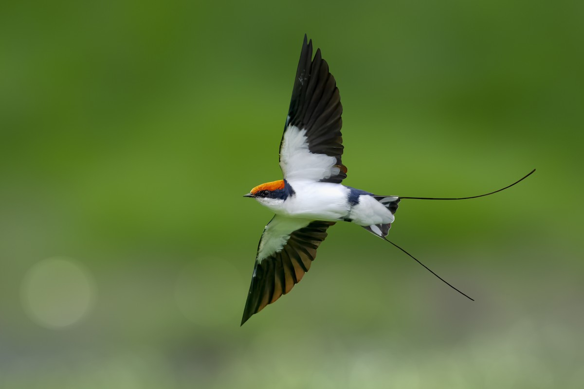 Wire-tailed Swallow - ML617402009