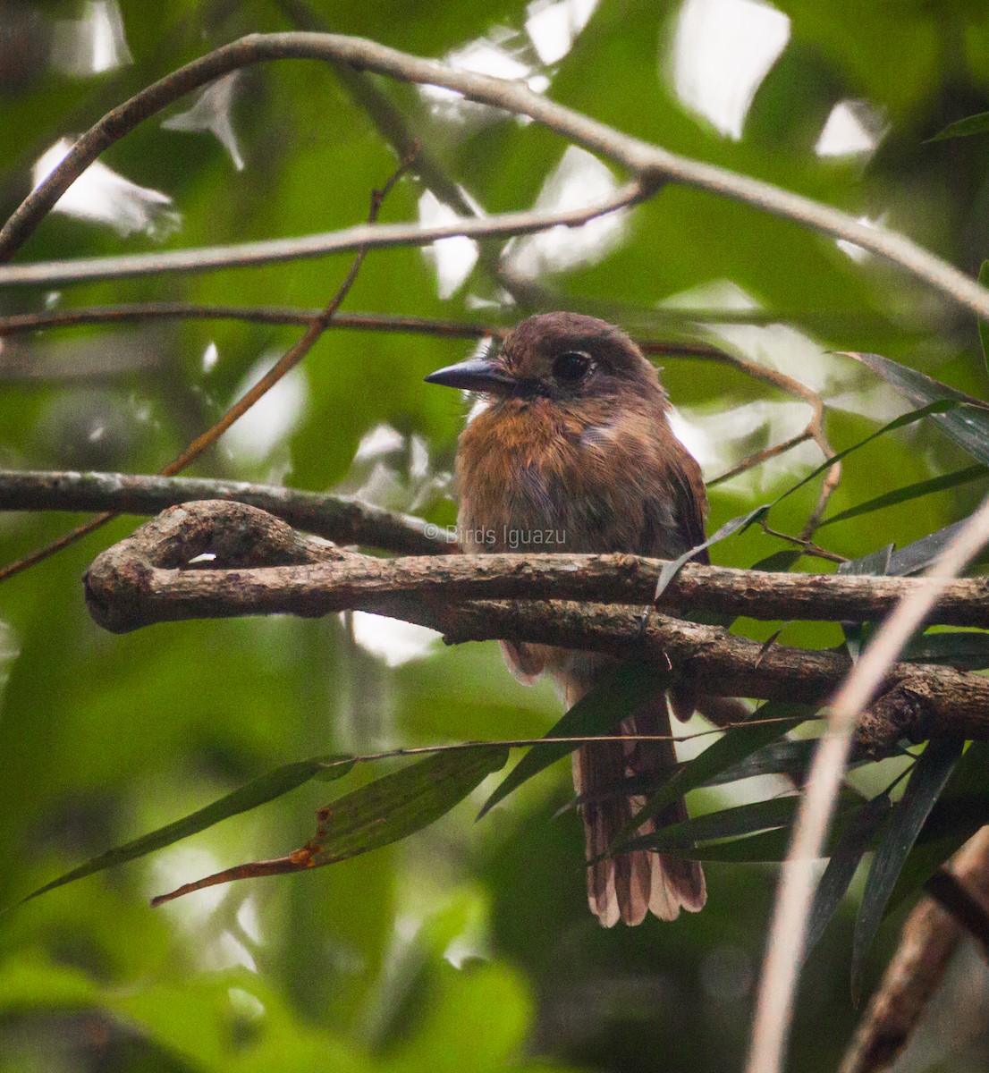 Rusty-breasted Nunlet - ML617402010