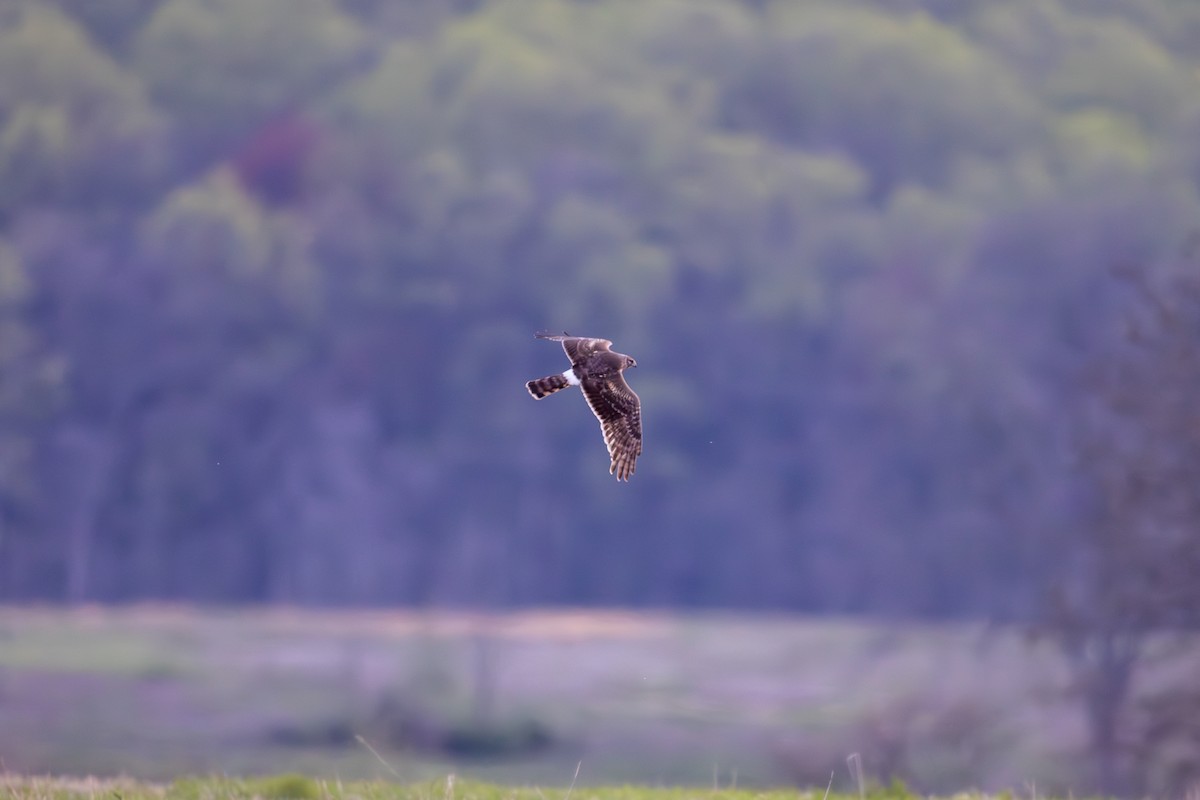 Northern Harrier - ML617402015