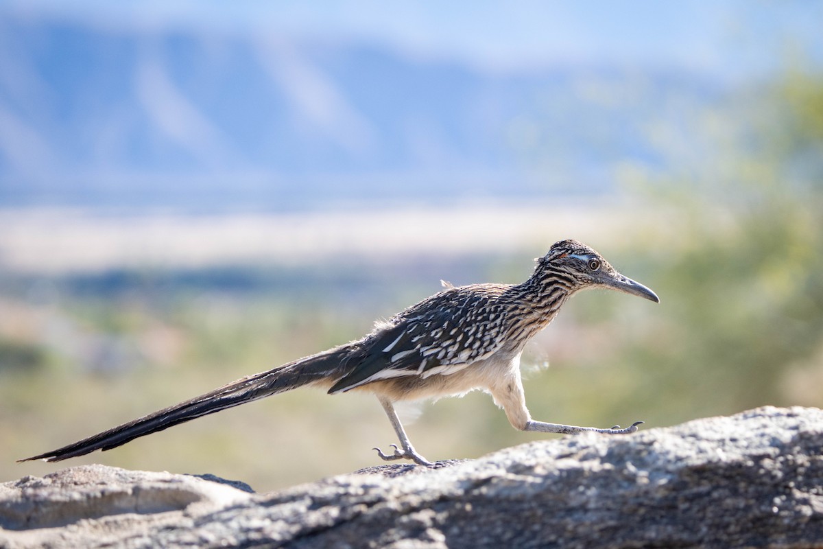 Greater Roadrunner - ML617402029