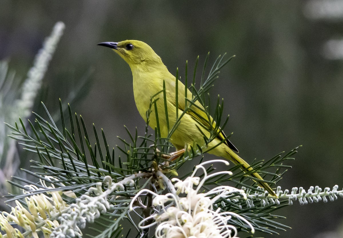 Yellow Honeyeater - ML617402050