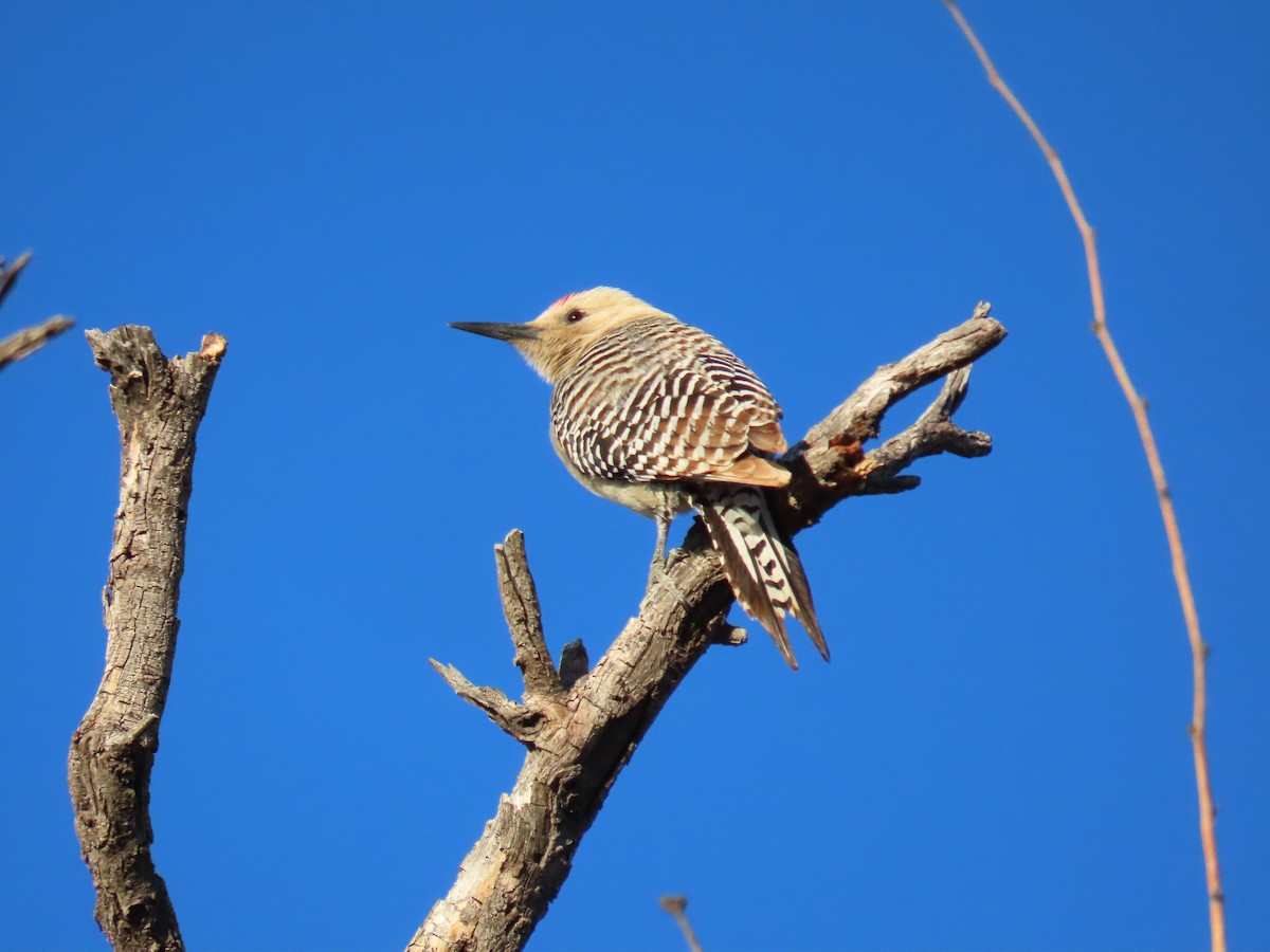 Gila Woodpecker - ML617402063