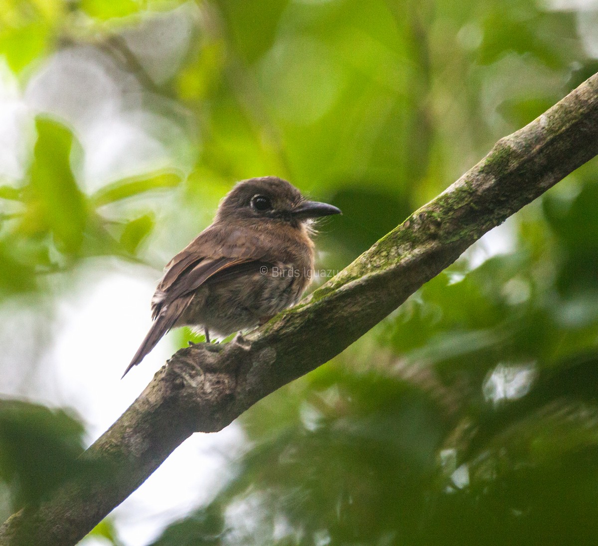 Rusty-breasted Nunlet - ML617402079