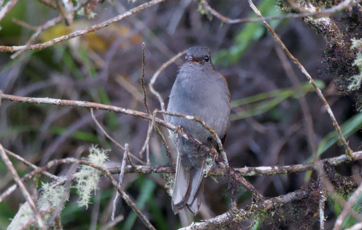 Andean Solitaire - ML617402090