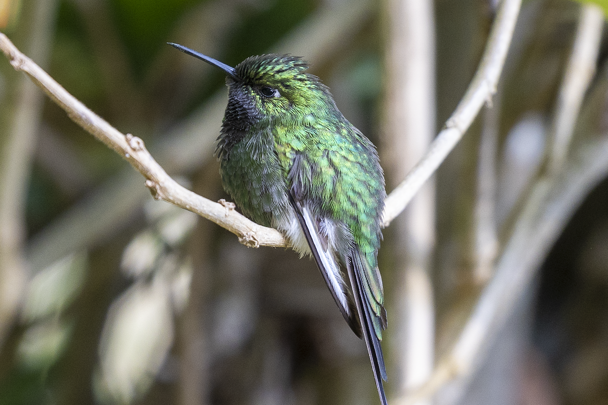 White-booted Racket-tail - César Agudelo