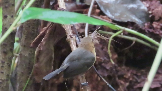 Long-billed Gnatwren - ML617402122