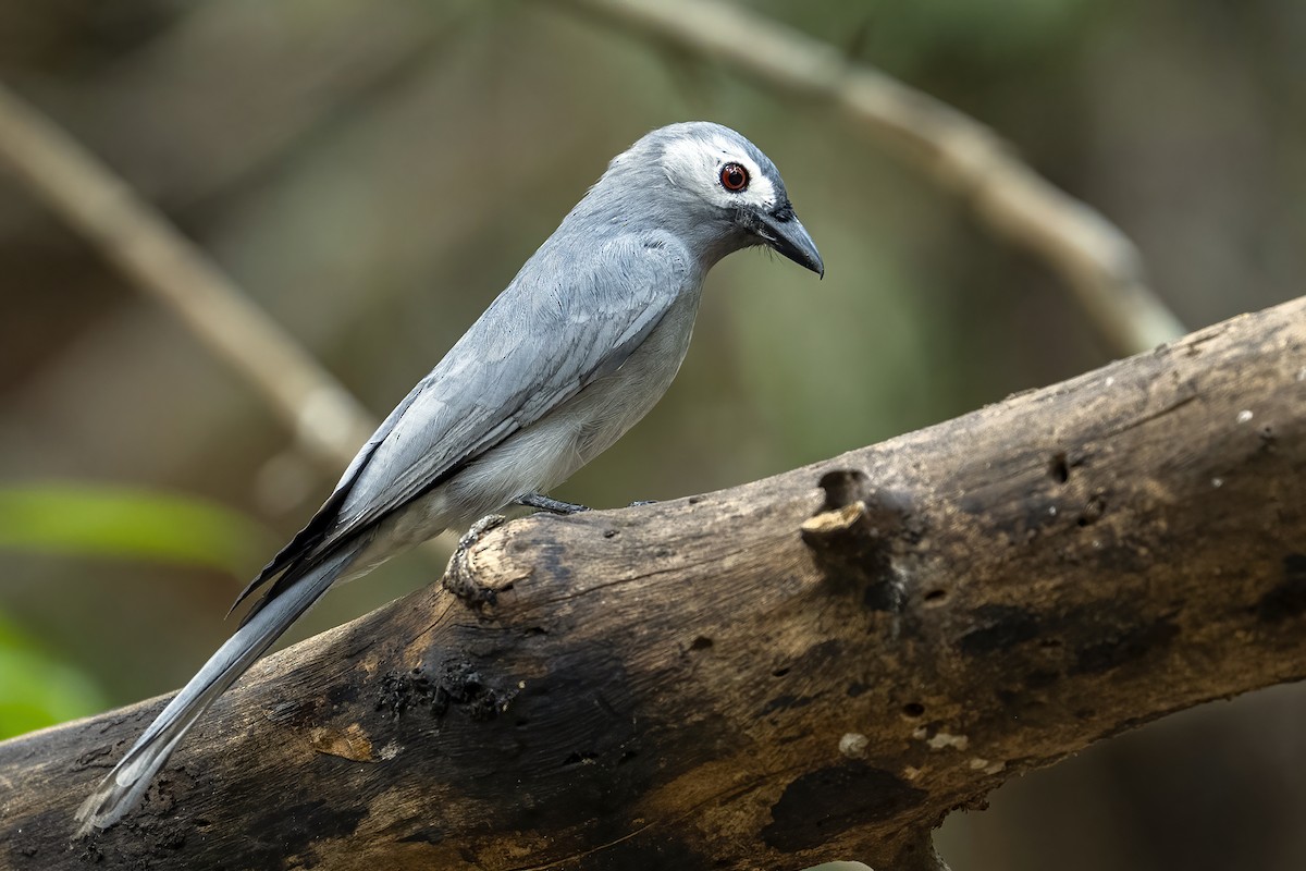 Kül Rengi Drongo [leucophaeus grubu] - ML617402130