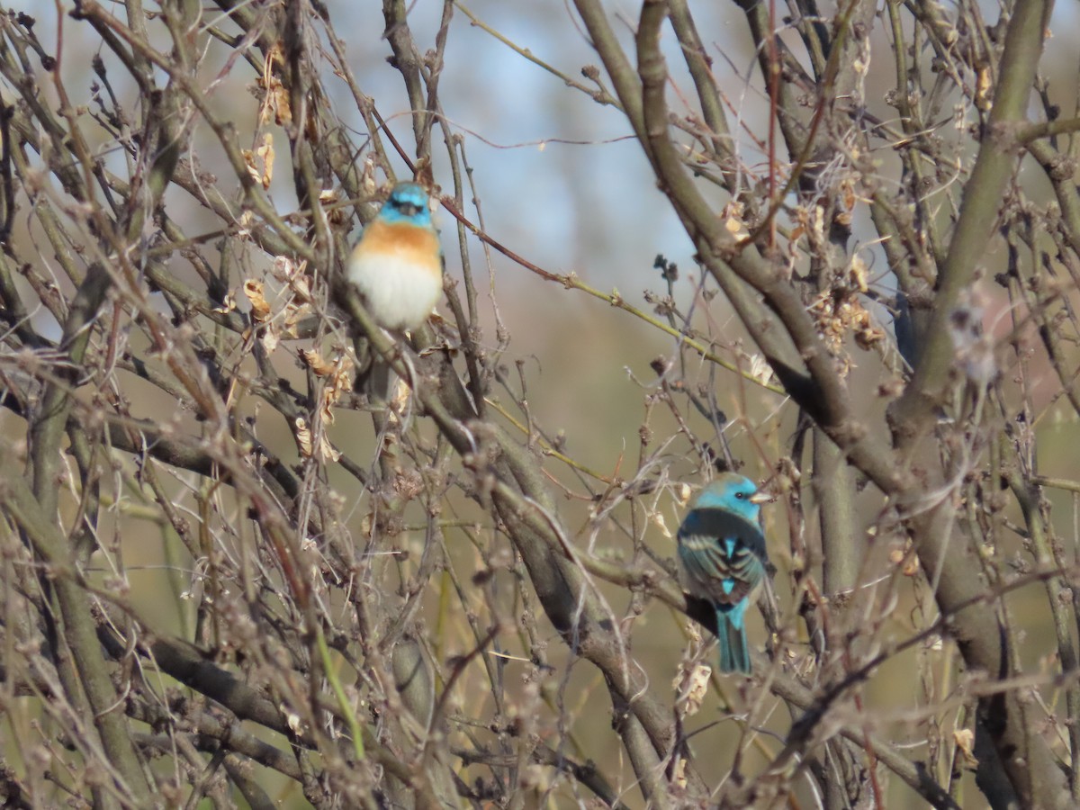 Lazuli Bunting - ML617402154