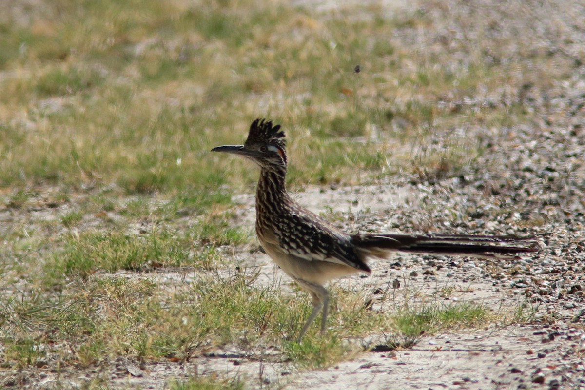 Greater Roadrunner - Robert Mercer