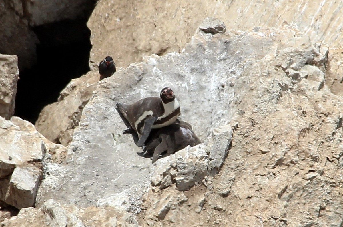 Humboldt Penguin - Pierina A. Bermejo