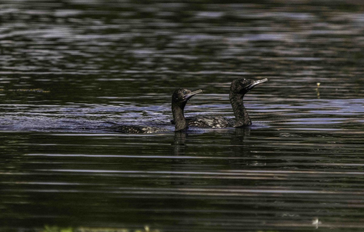 Little Black Cormorant - ML617402194