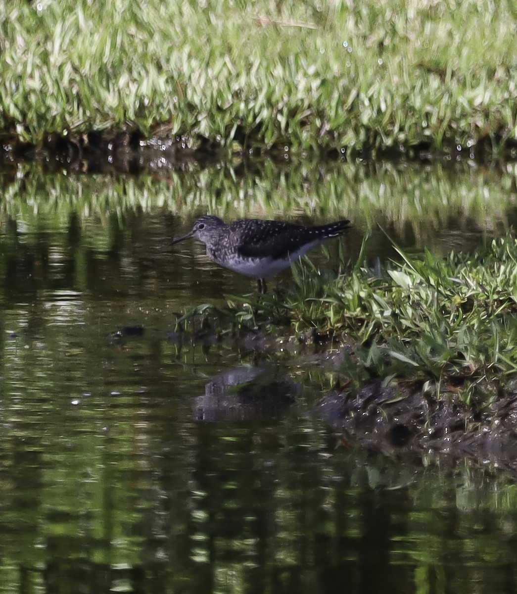 Solitary Sandpiper - ML617402216