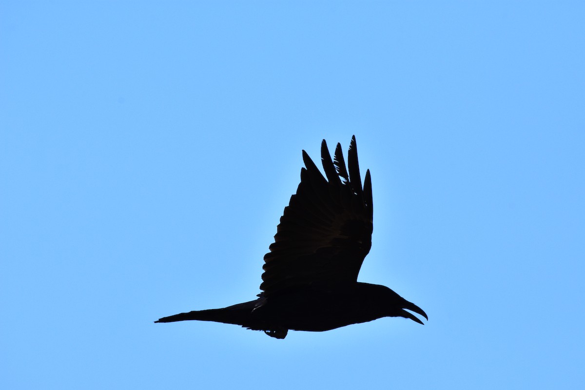 Common Raven - Carson Kearns