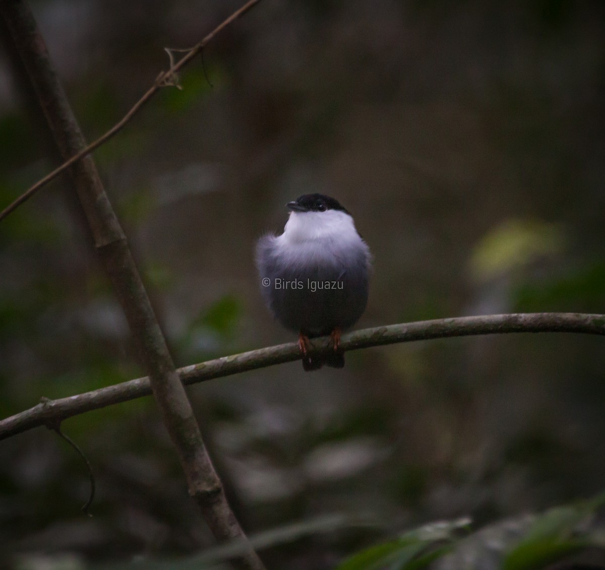 White-bearded Manakin - ML617402248