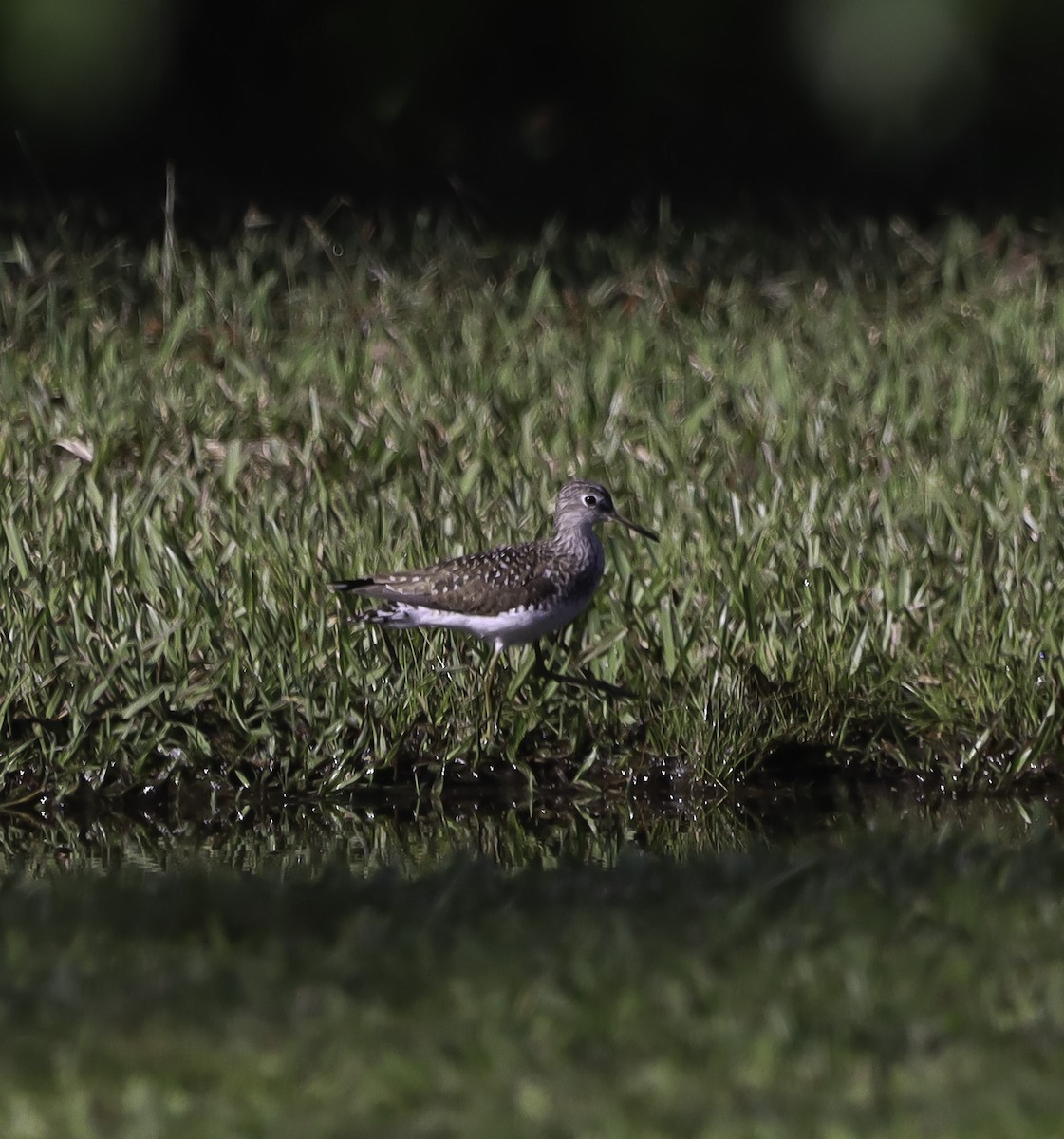 Solitary Sandpiper - ML617402255