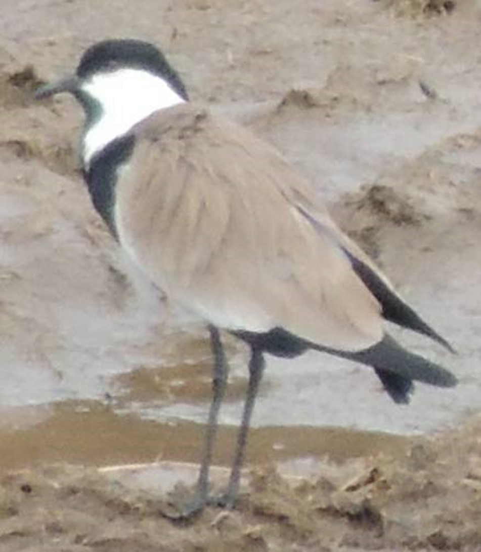 Spur-winged Lapwing - ML617402279