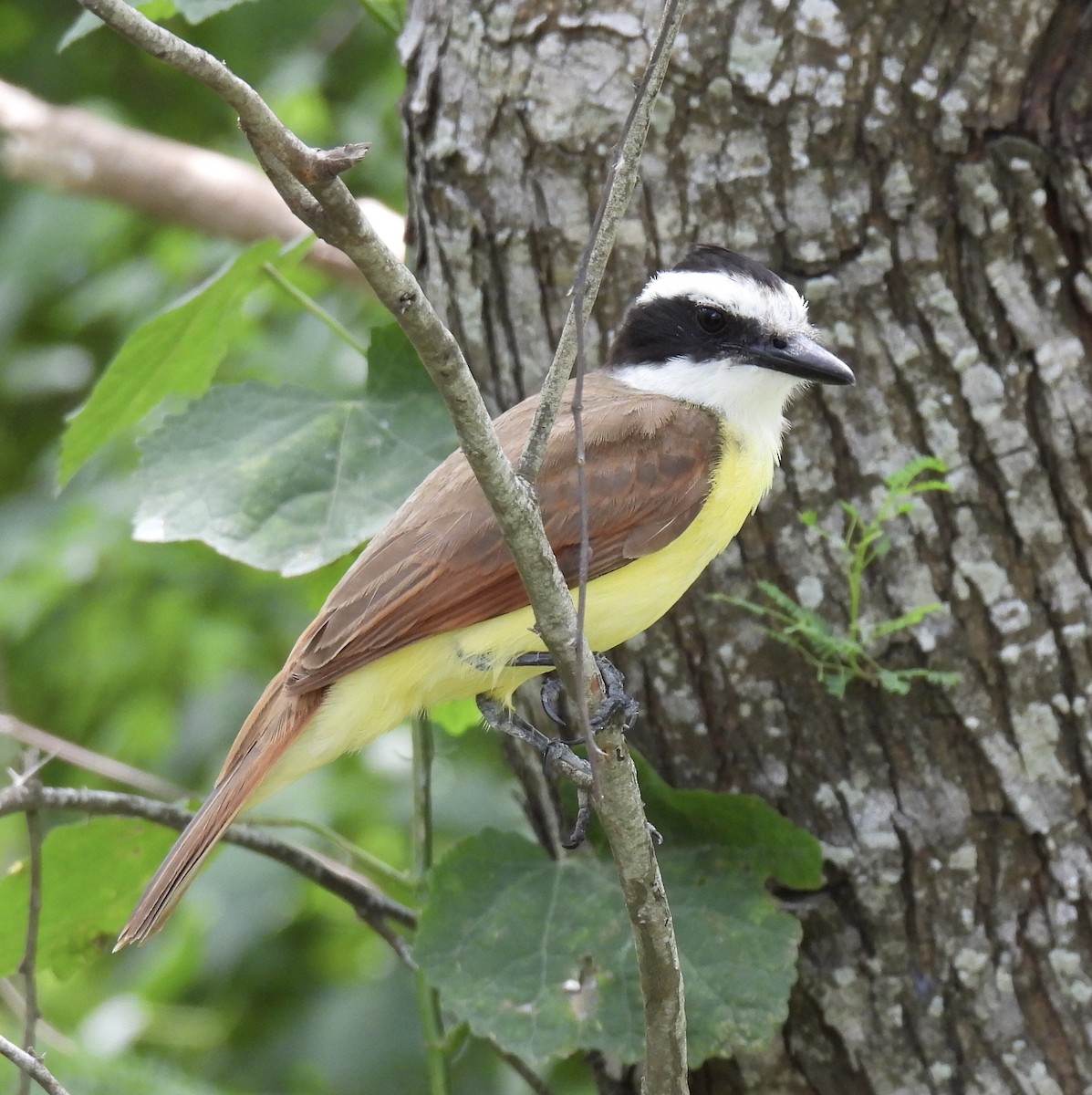 Great Kiskadee - Jeff Hambleton