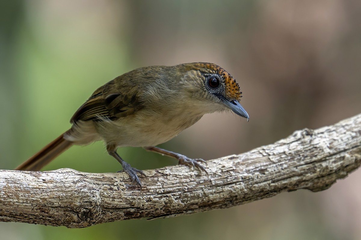 Scaly-crowned Babbler - Su Li