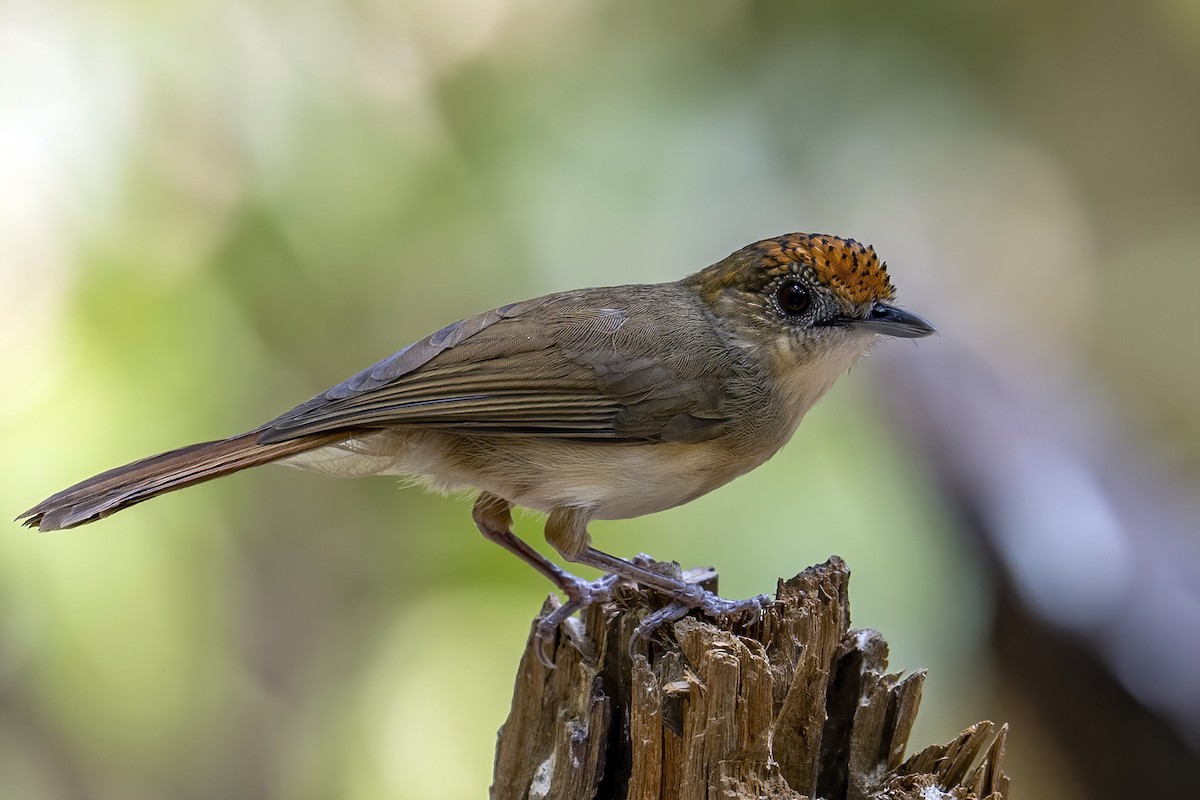 Scaly-crowned Babbler - Su Li