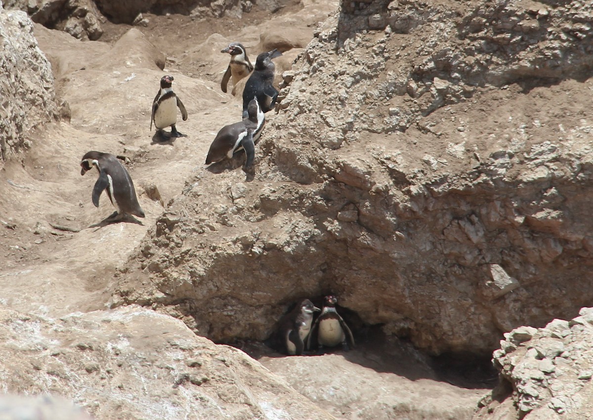 Humboldt Penguin - ML617402373