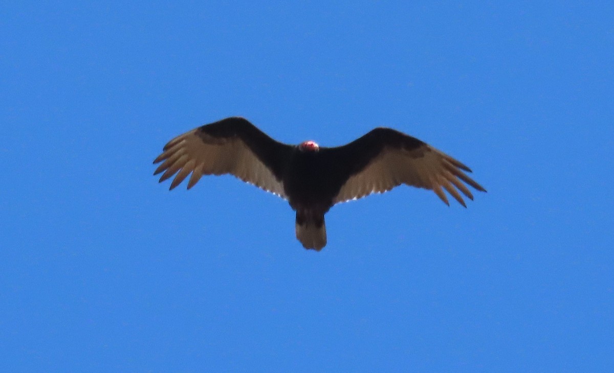 Turkey Vulture - ML617402375