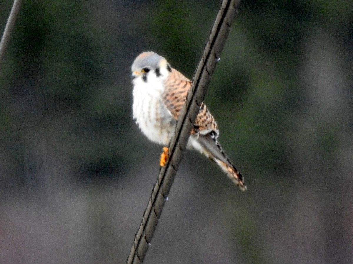 American Kestrel - ML617402382