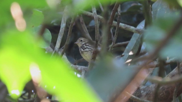 Ovenbird - ML617402415