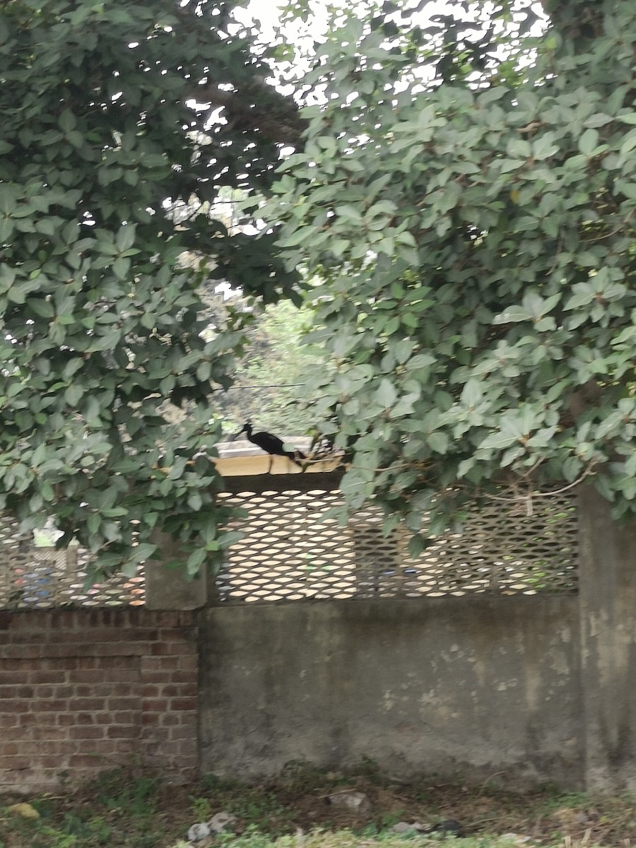 Glossy Ibis - Avadhesh Malik