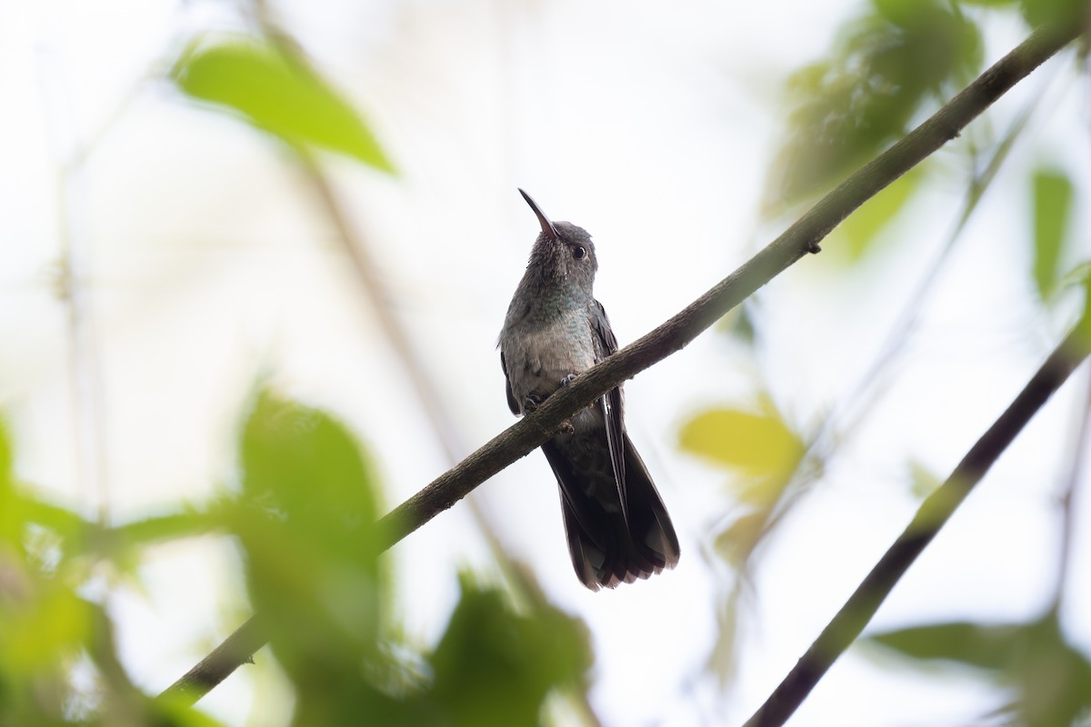 kolibřík skvrnitoprsý - ML617402452