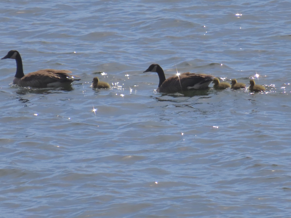 Canada Goose - ML617402462