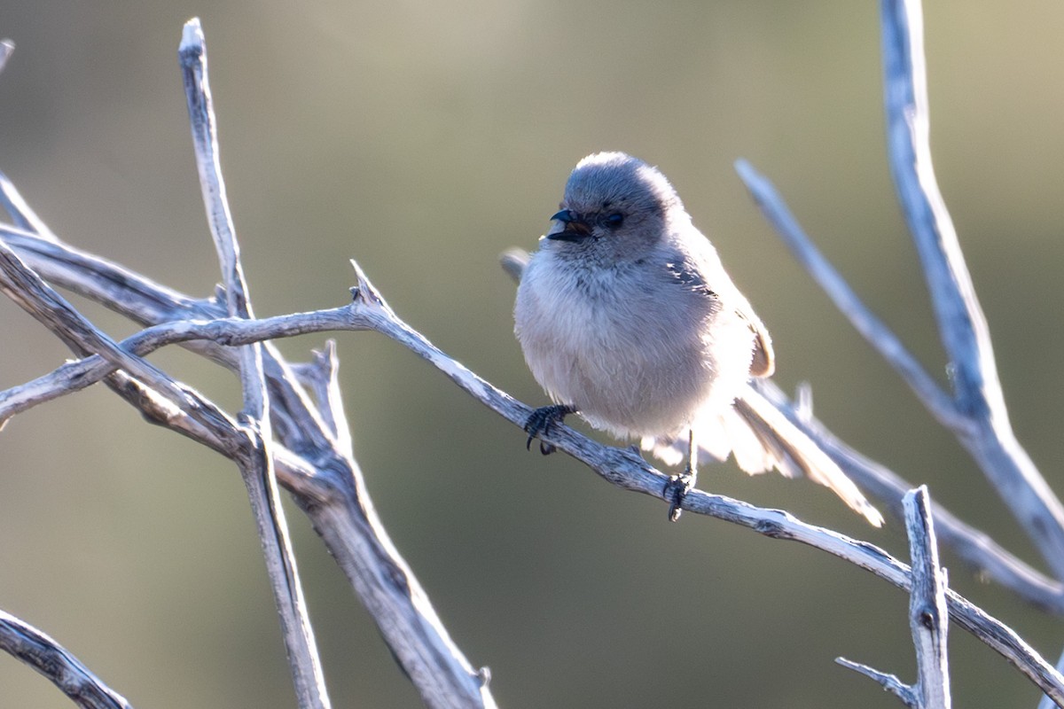 Bushtit - ML617402471