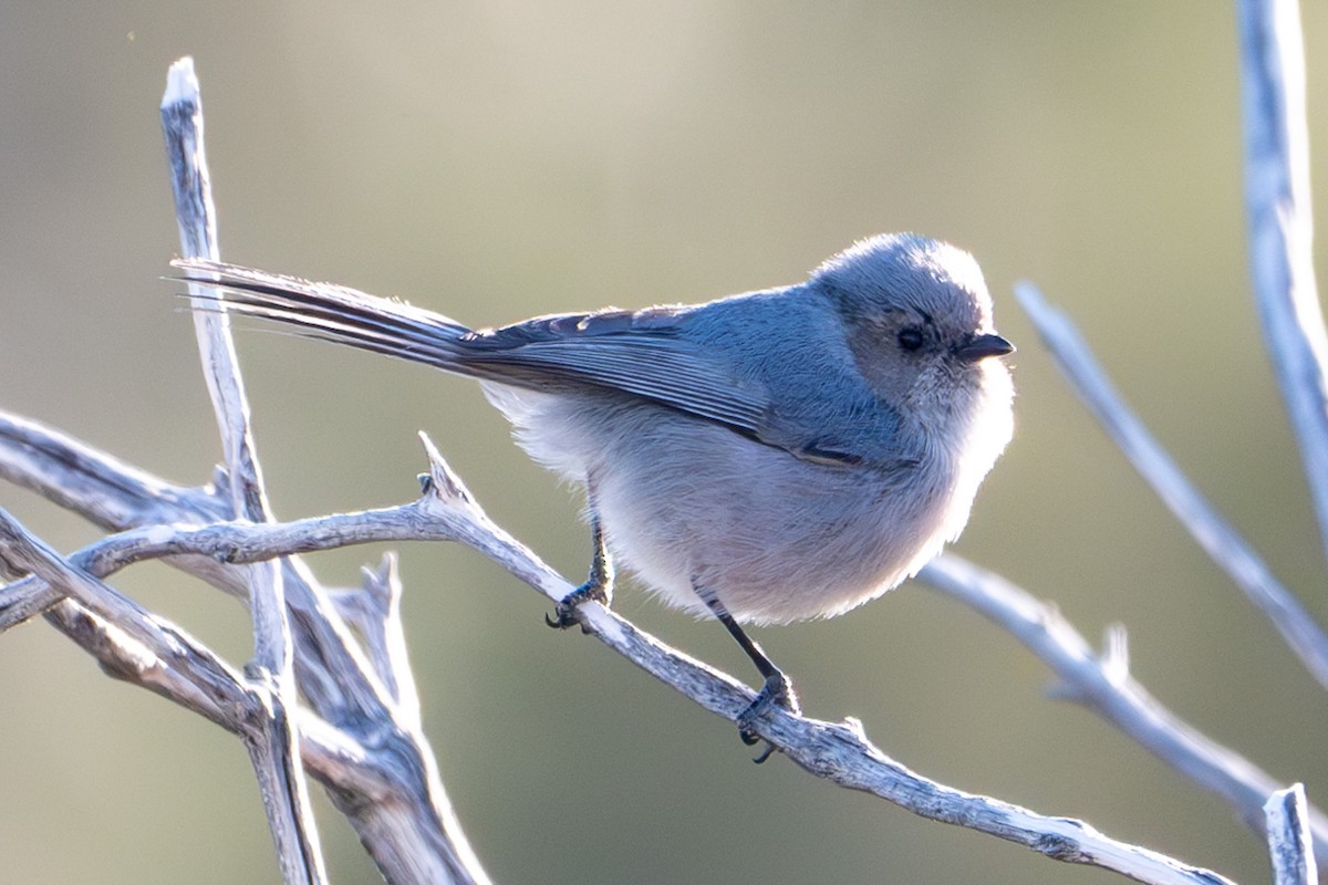 Bushtit - ML617402472