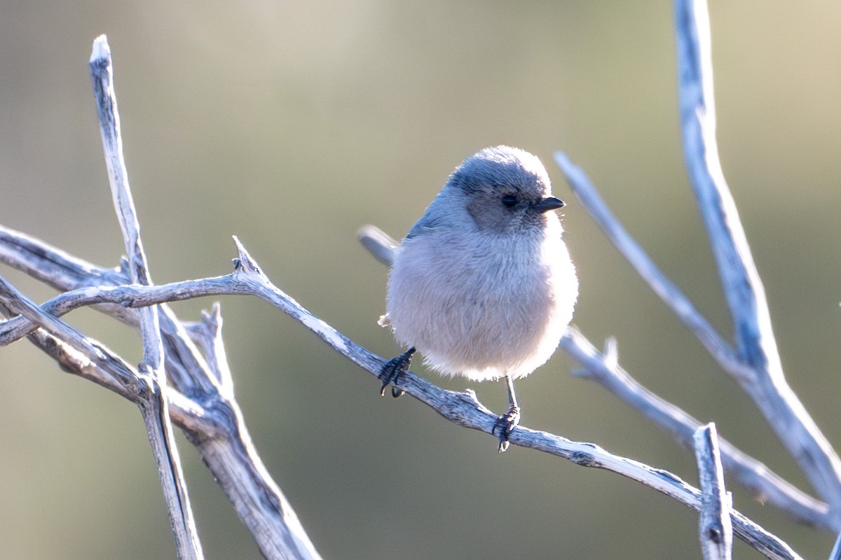 Bushtit - ML617402473