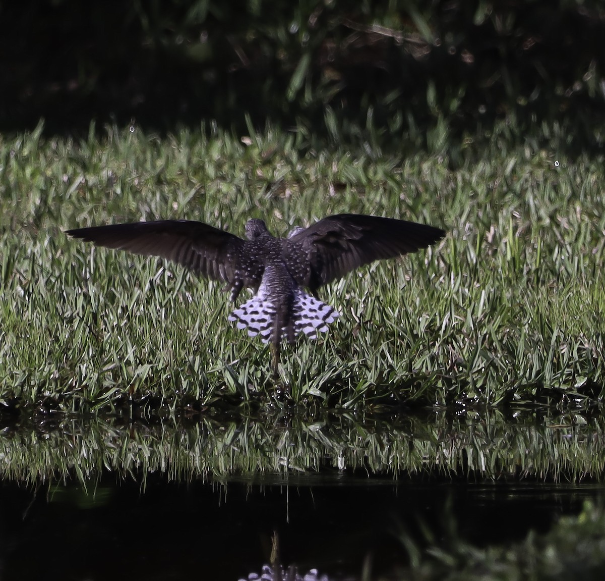 Solitary Sandpiper - ML617402491