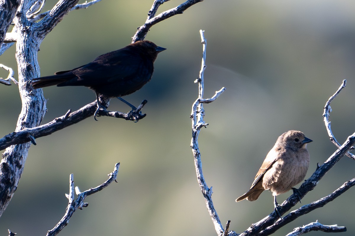 Brown-headed Cowbird - ML617402515