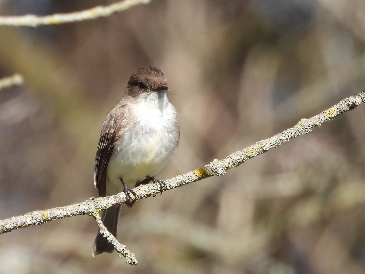 Eastern Phoebe - Francois Bourret