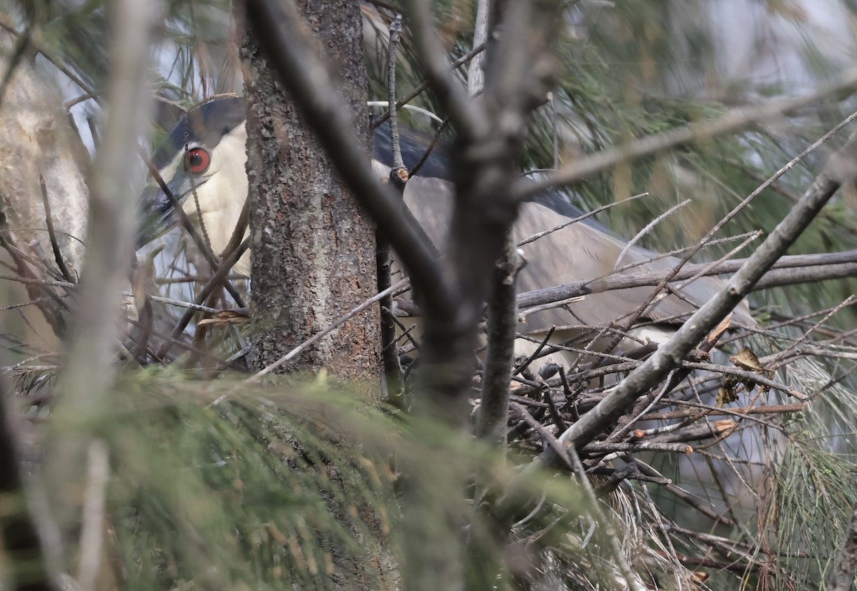 Black-crowned Night Heron (Eurasian) - ML617402547