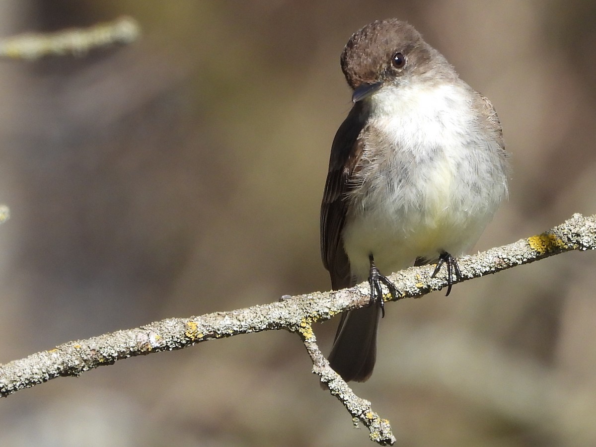 Eastern Phoebe - Francois Bourret