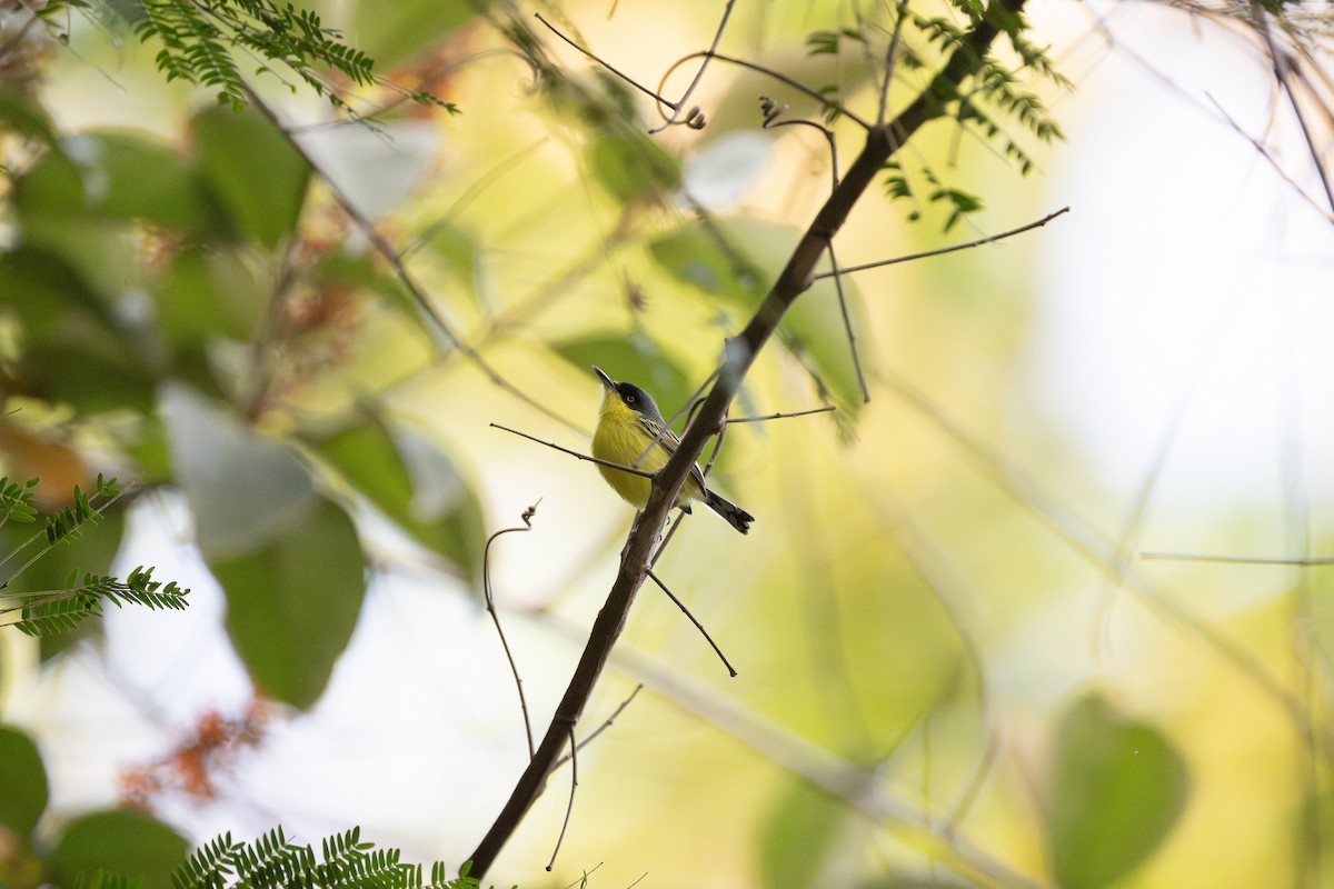 Common Tody-Flycatcher - ML617402552