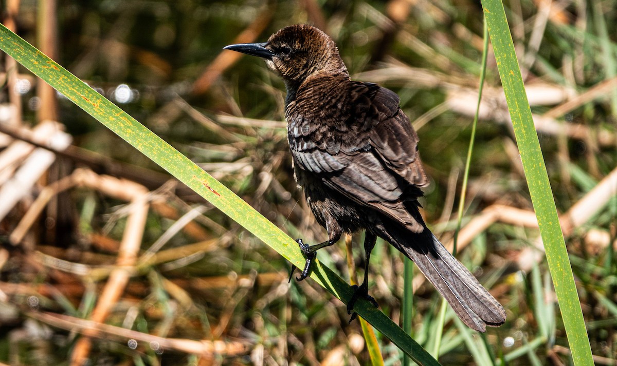 Boat-tailed Grackle - ML617402613