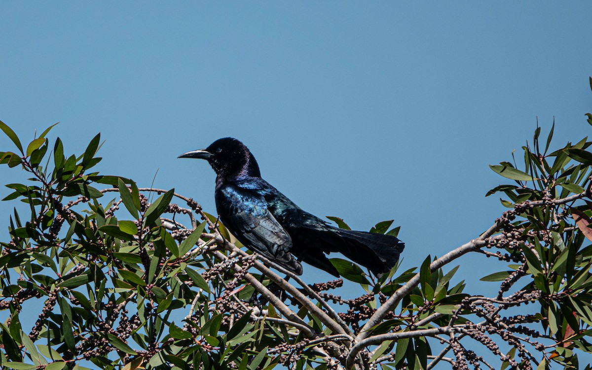 Boat-tailed Grackle - ML617402614