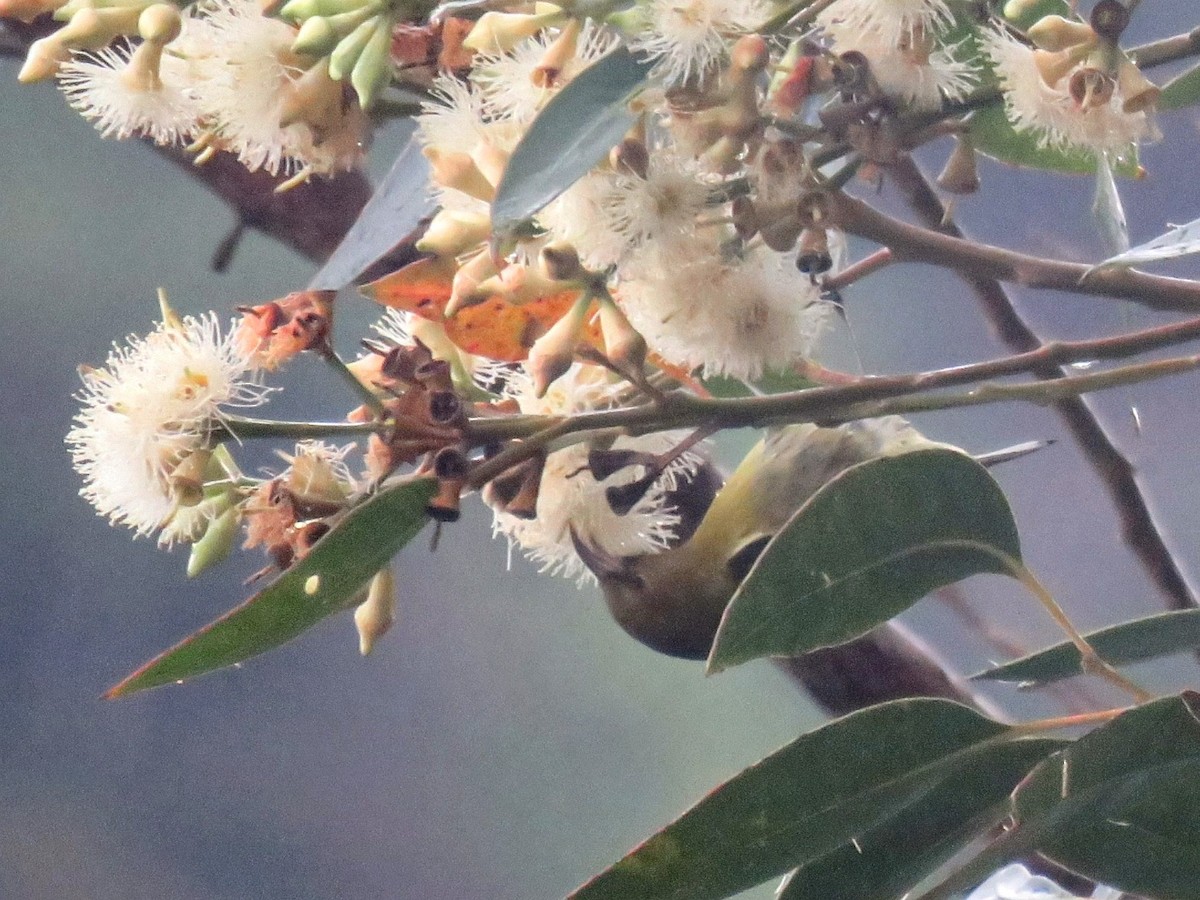 Oahu-Amakihikleidervogel - ML617402617