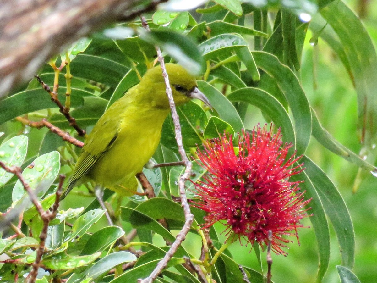 Oahu-Amakihikleidervogel - ML617402619