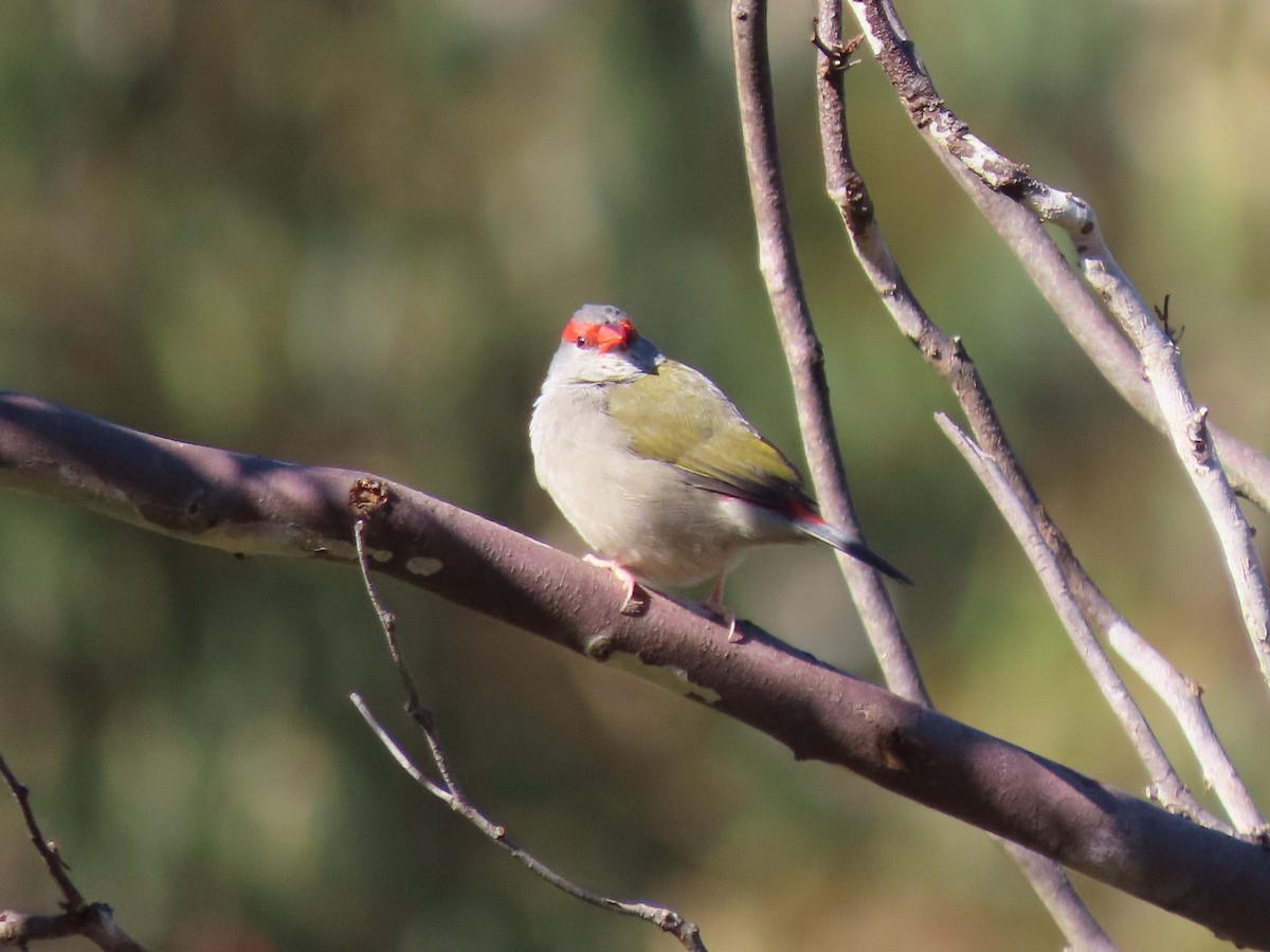 Red-browed Firetail - ML617402695