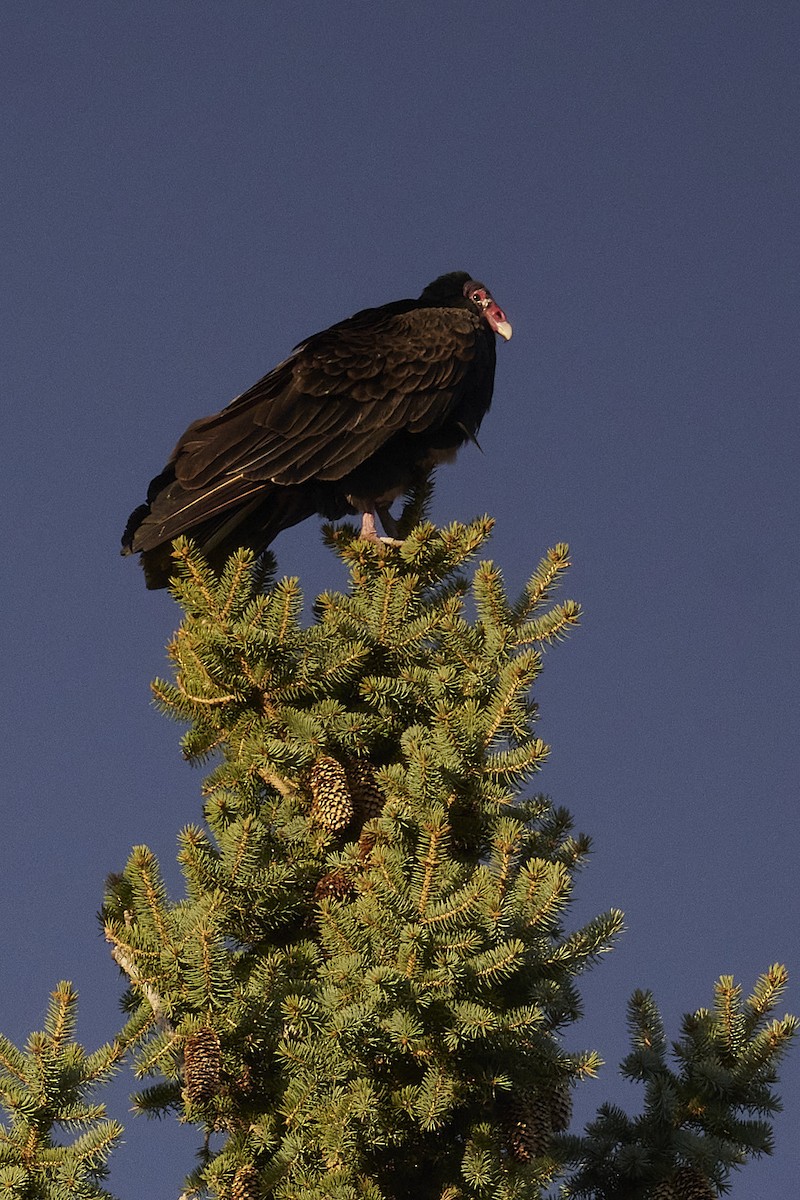 Turkey Vulture - ML617402704